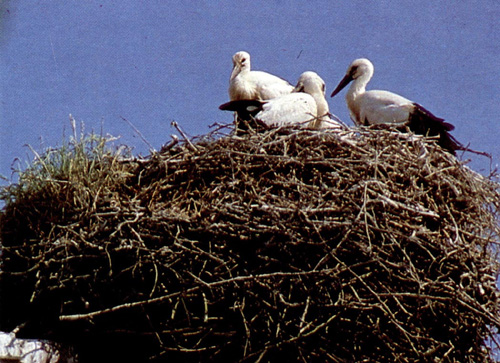 Störche auf dem Nest, Foto: Studio Ewa, Bartoszyce (Bartenstein)
